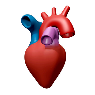 Bei Patienten mit einem Risiko für eine Herzklappeninsuffizienz sollten Ärzte die Gabe von Fluorchinolonen sorgfältig abwägen. Darauf weist ein Rote-Hand-Brief hin.
